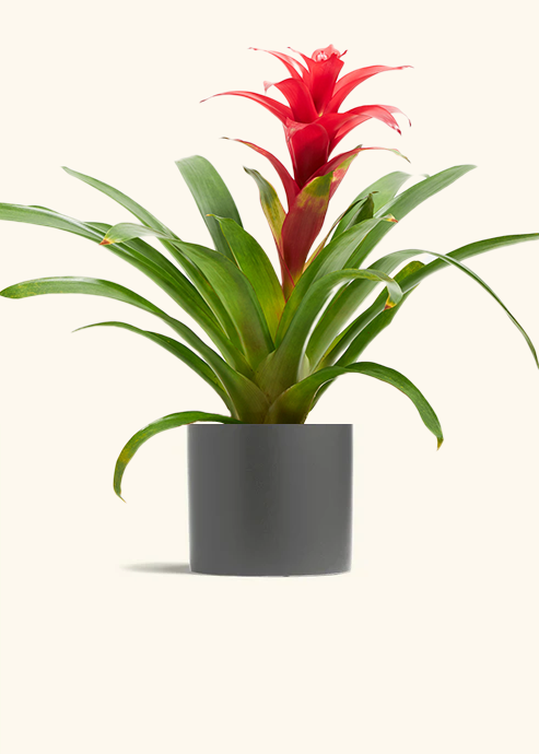 Guzmania Bromeliad, Medium