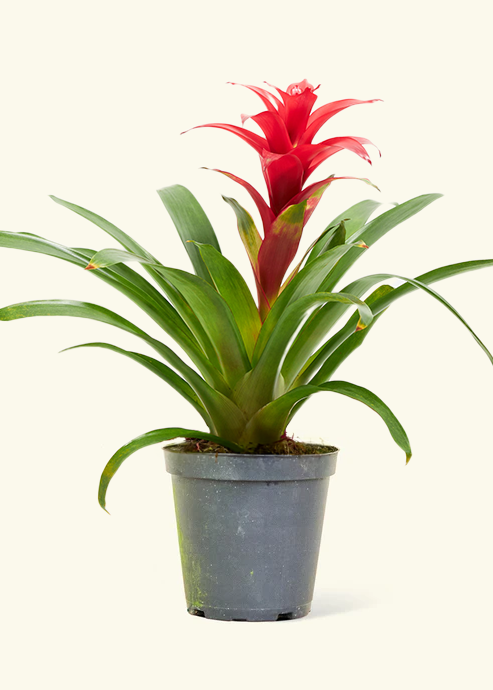 Guzmania Bromeliad, Medium