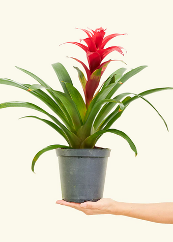 Guzmania Bromeliad