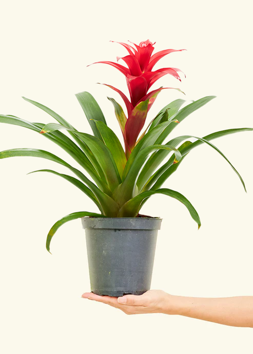 Guzmania Bromeliad, Medium