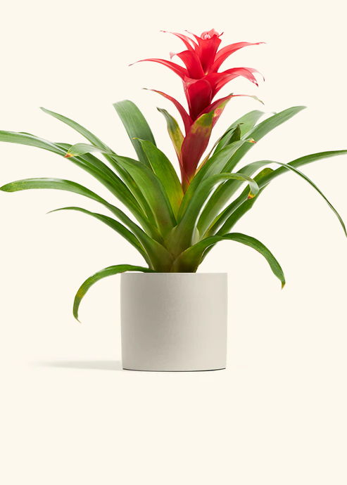 Guzmania Bromeliad, Medium