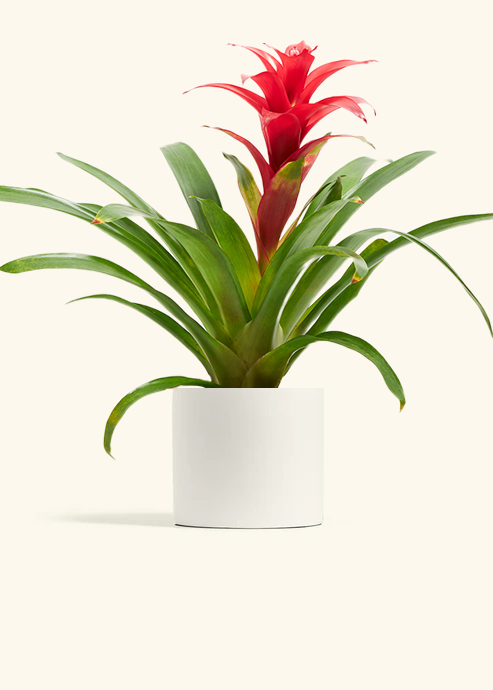 Guzmania Bromeliad, Medium