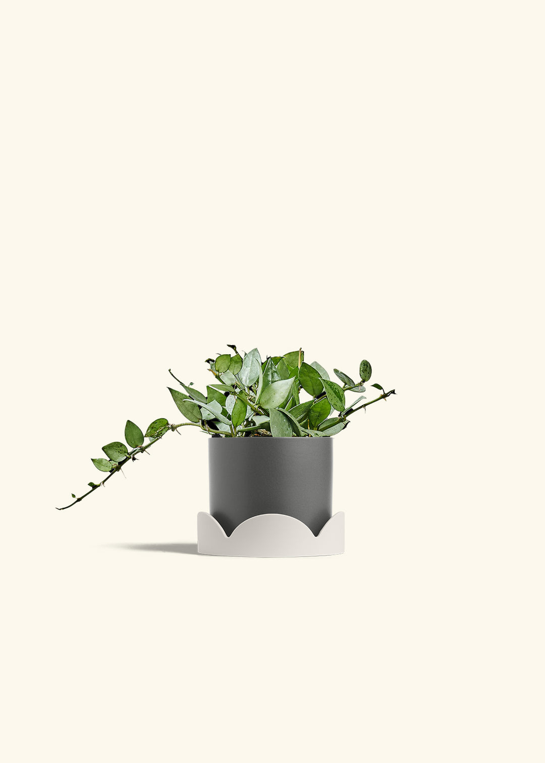 Hoya Arctic in a 4 inches Pink Classic Cylinder Planter in a Oat Petal Drip Tray
