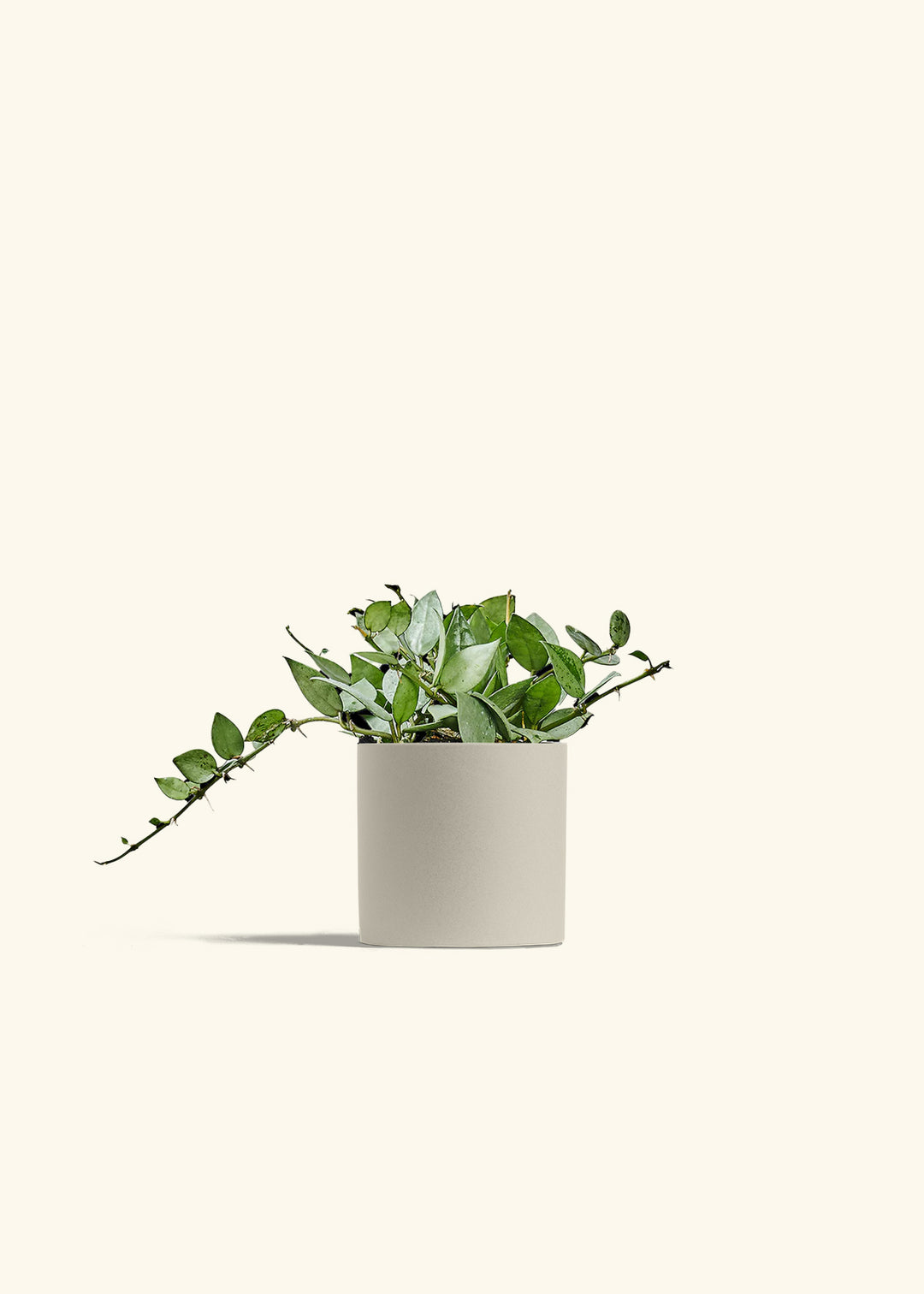 Hoya Arctic in a 4 inches Oat Classic Cylinder Planter 