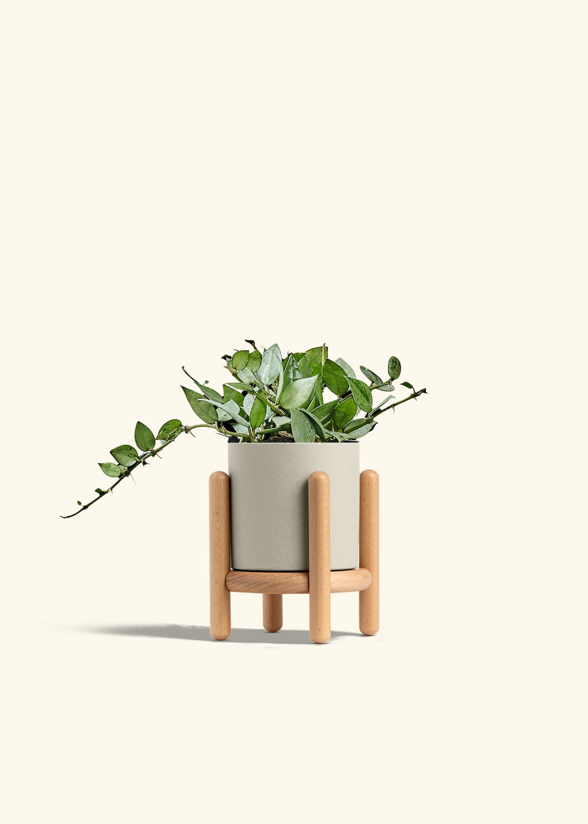 Hoya Arctic in a 4 inches Oat Classic Cylinder Planter in a Beech Wood Stand