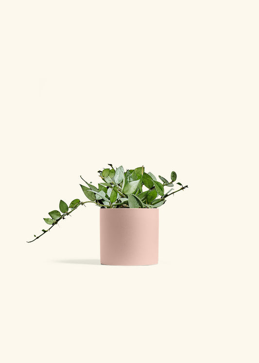 Hoya Arctic in a 4 inches Pink Classic Cylinder Planter 