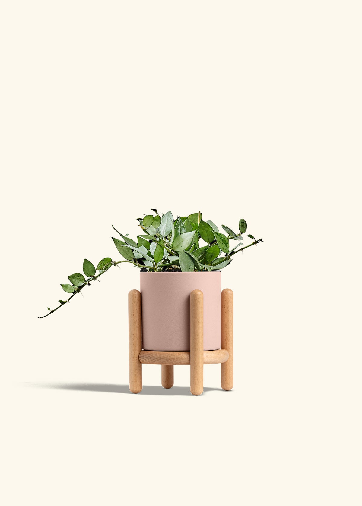 Hoya Arctic in a 4 inches Charcoal Classic Cylinder Planter in a Oat Petal Drip Tray