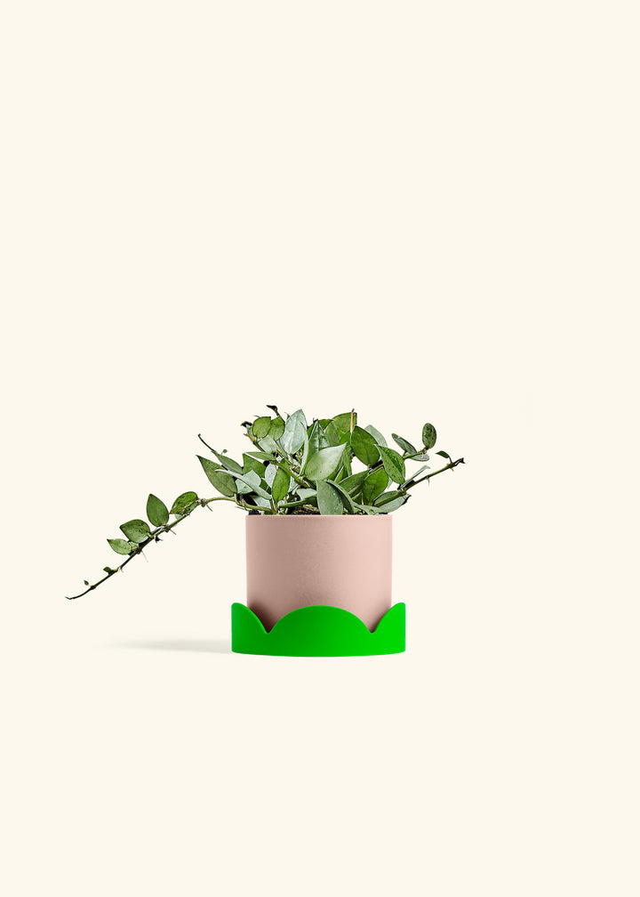Hoya Arctic in a 4 inches Pink Classic Cylinder Planter in a Shamrock Petal Drip Tray