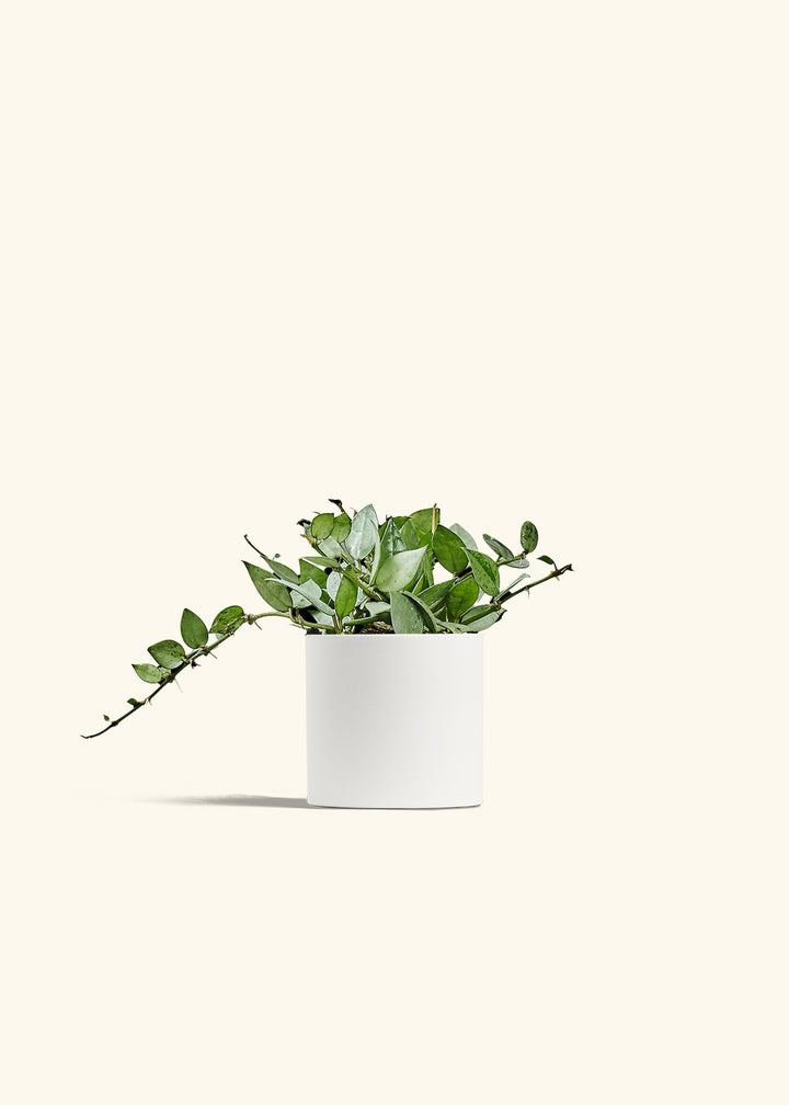 Hoya Arctic in a 4 inches White Classic Cylinder Planter 