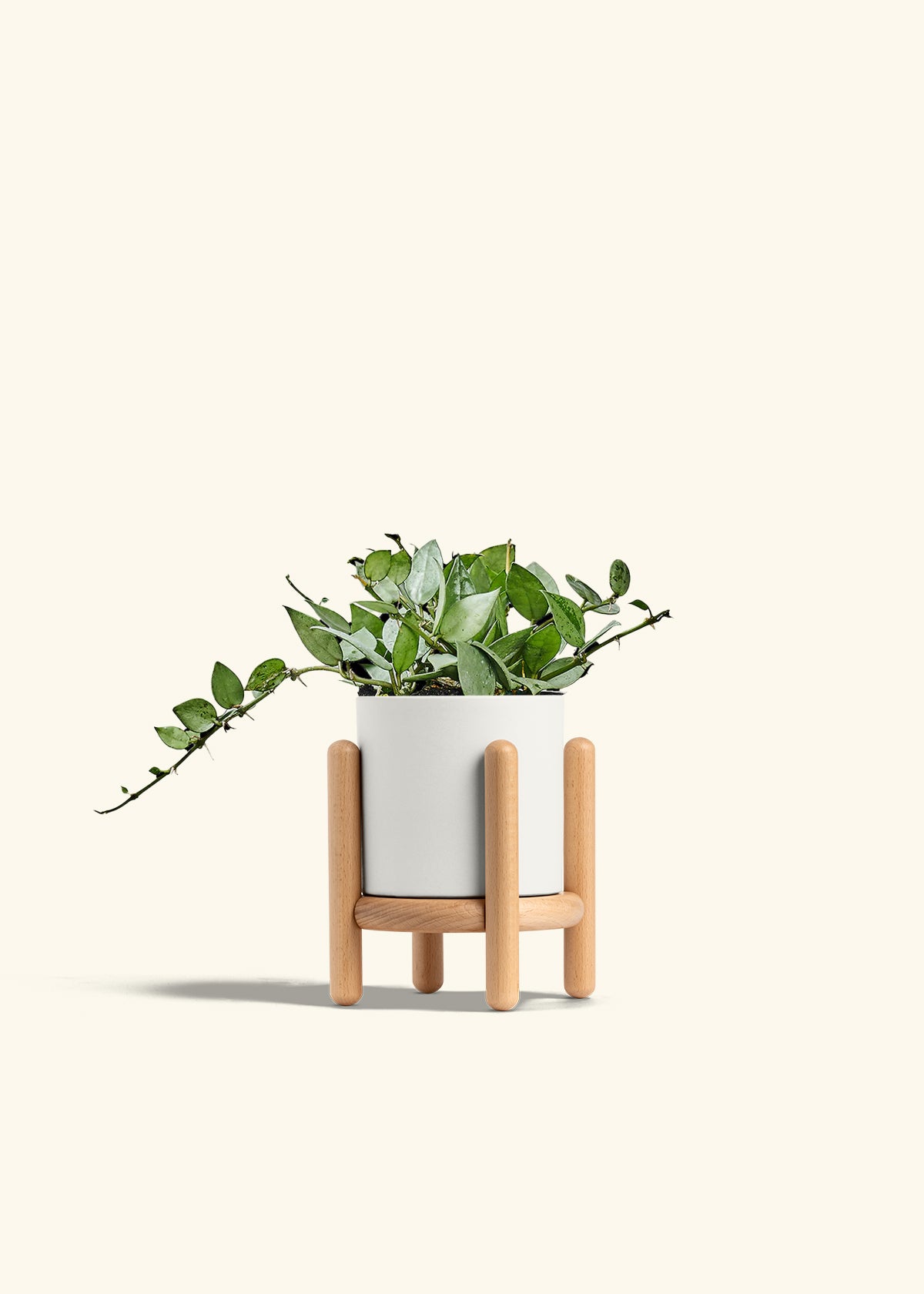 Hoya Arctic in a 4 inches White Classic Cylinder Planter in a Beech Wood Stand