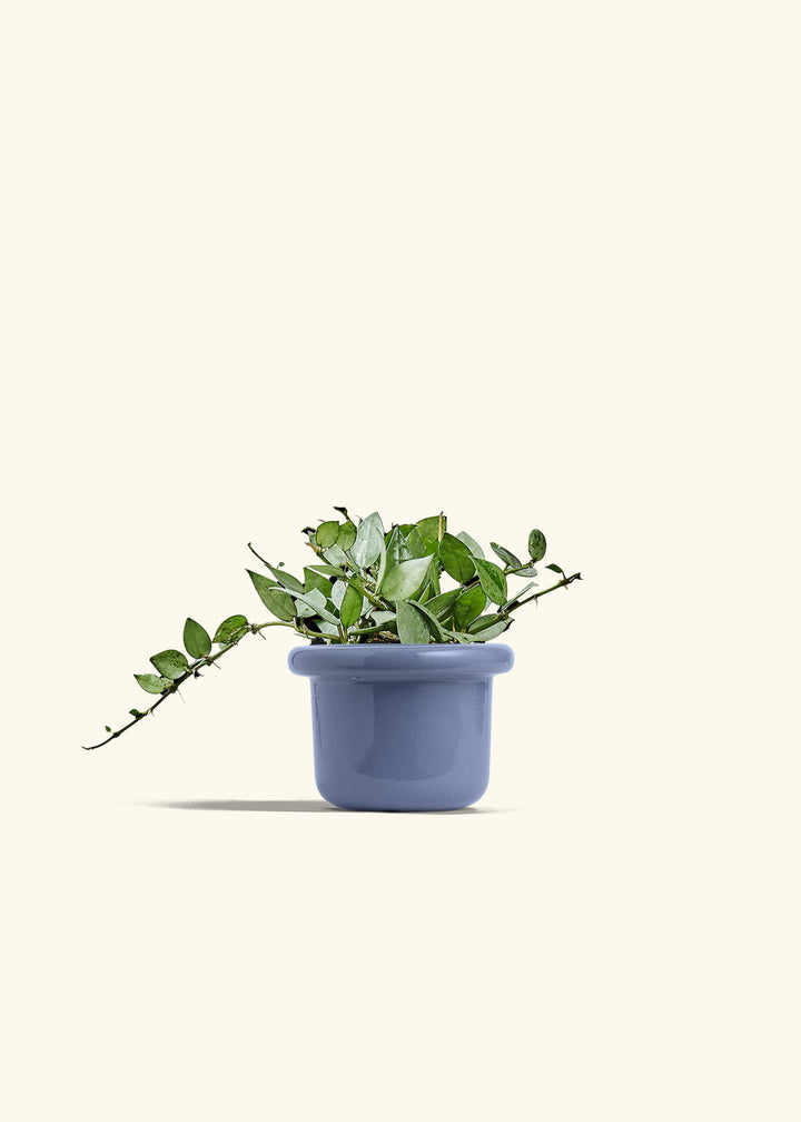 Hoya Arctic in a 4 inches Fat Lip Blue Planter 