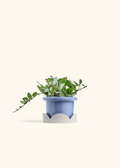 Hoya Arctic in a 4 inches Fat Lip Blue Planter in a Oat Petal Drip Tray