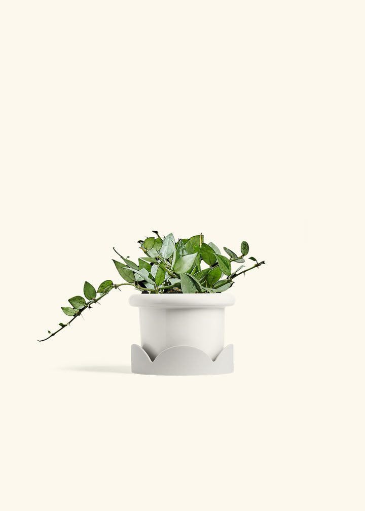 Hoya Arctic in a 4 inches Fat Lip White Planter in a Oat Petal Drip Tray