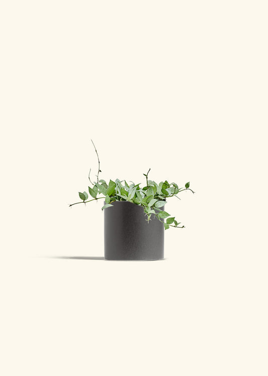 Hoya Arctic in a 6 inches Charcoal Classic Cylinder Planter 