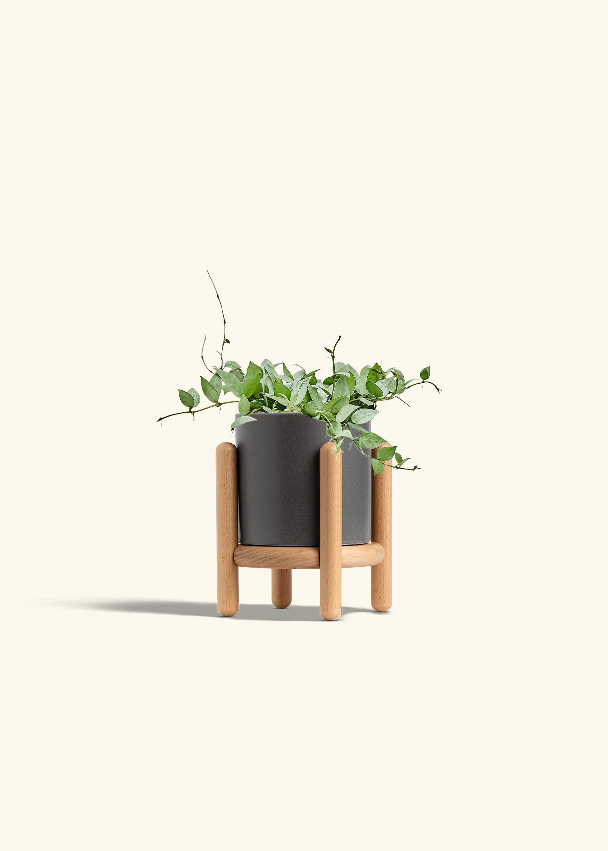 Hoya Arctic in a 6 inches Charcoal Classic Cylinder Planter in a Beech Wood Stand