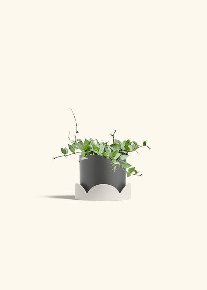 Hoya Arctic in a 6 inches Charcoal Classic Cylinder Planter in a Oat Petal Drip Tray