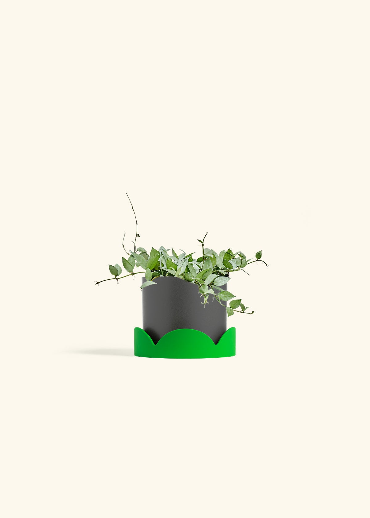 Hoya Arctic in a 6 inches Charcoal Classic Cylinder Planter in a Shamrock Petal Drip Tray