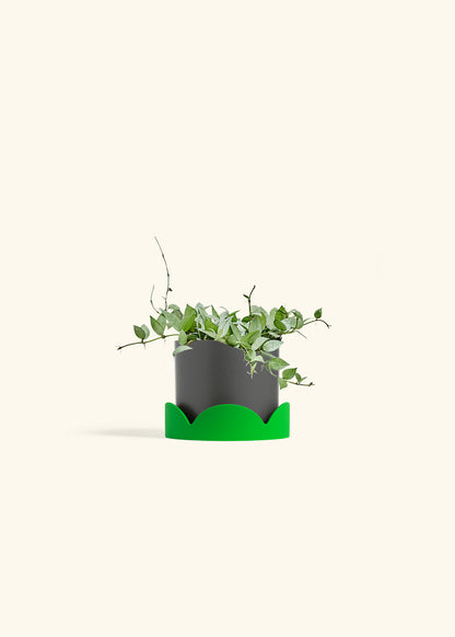 Hoya Arctic in a 6 inches Charcoal Classic Cylinder Planter in a Shamrock Petal Drip Tray