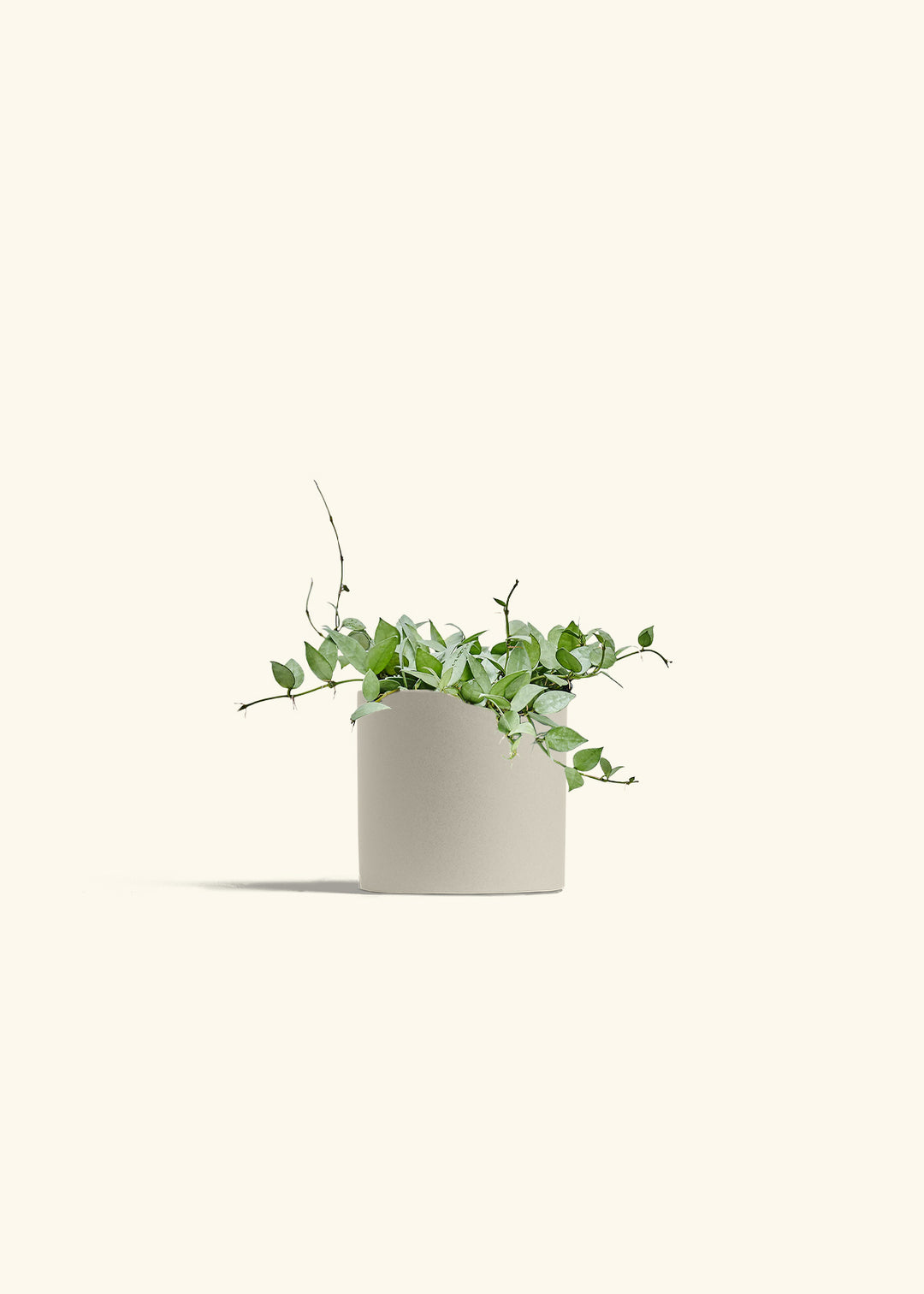 Hoya Arctic in a 6 inches Oat Classic Cylinder Planter 