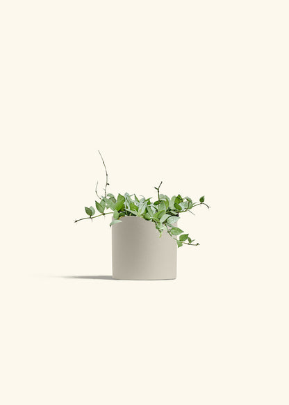 Hoya Arctic in a 6 inches Oat Classic Cylinder Planter 