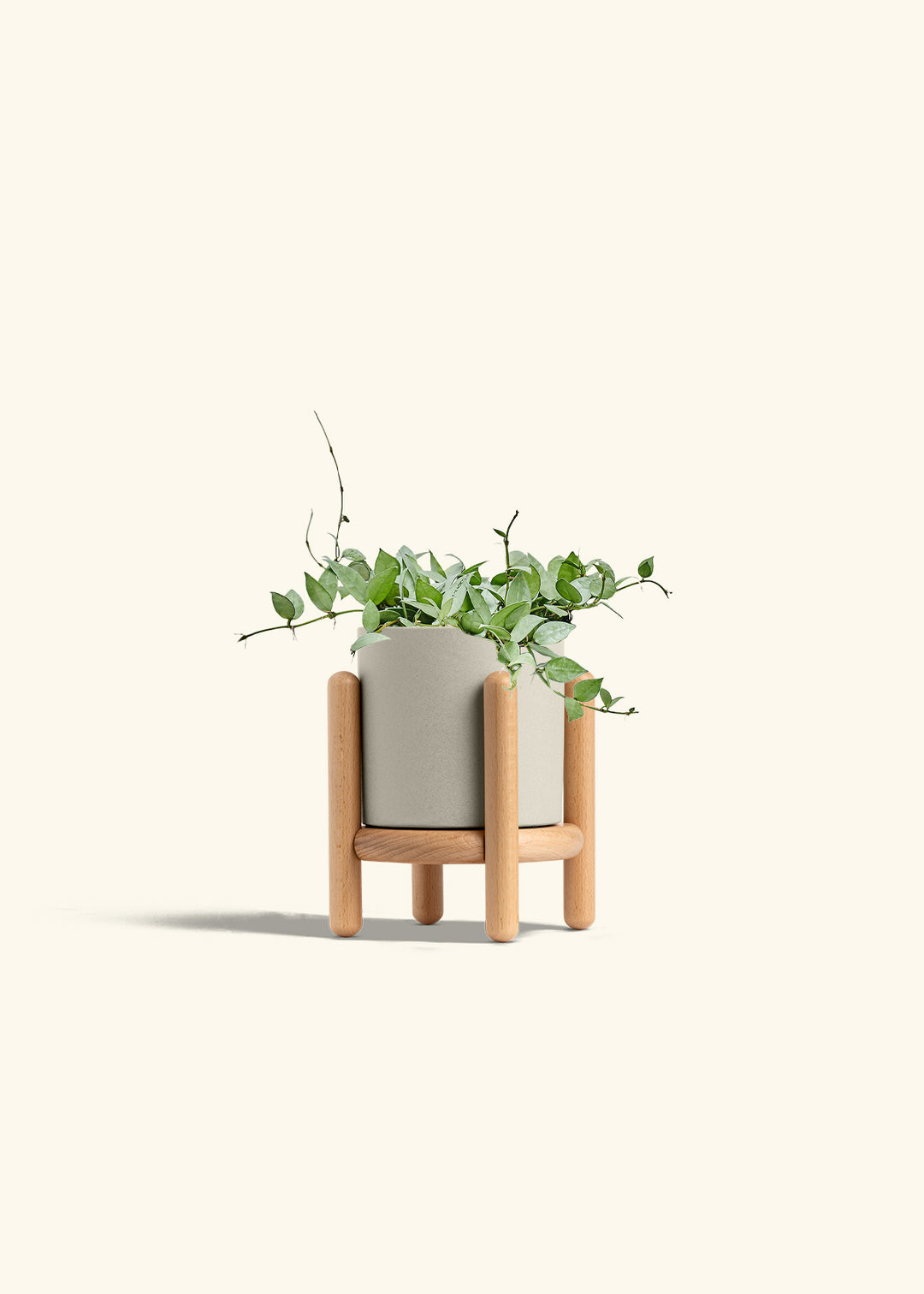 Hoya Arctic in a 6 inches Oat Classic Cylinder Planter in a Beech Wood Stand