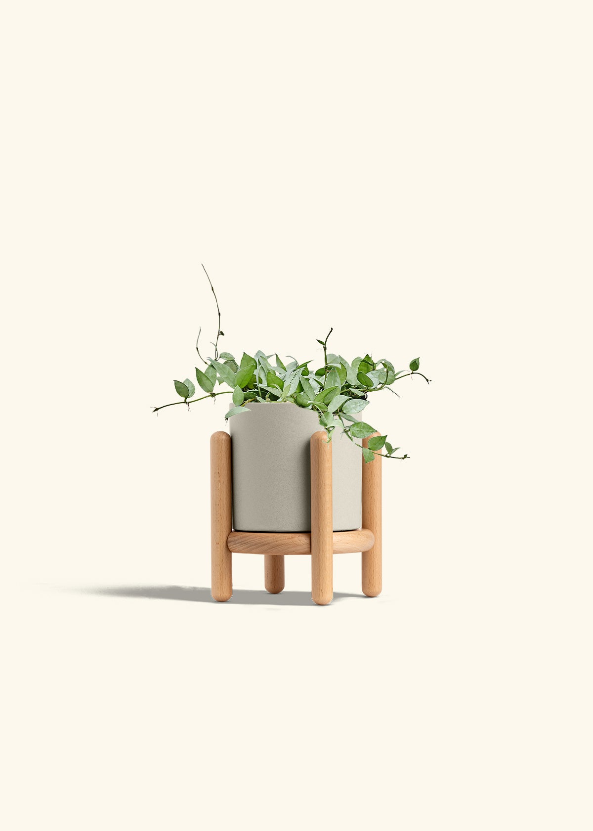 Hoya Arctic in a 6 inches Oat Classic Cylinder Planter in a Beech Wood Stand