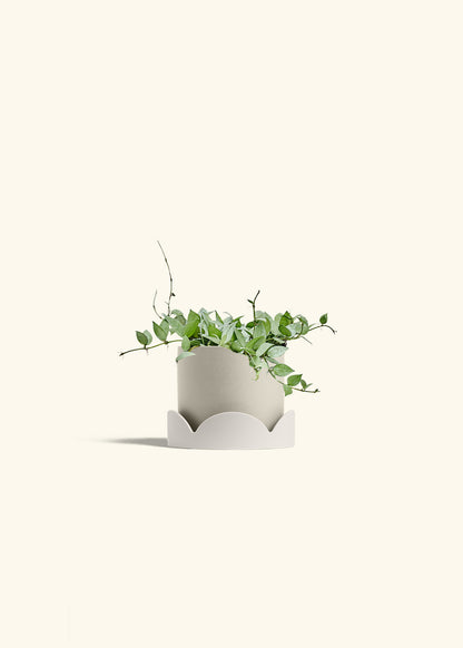 Hoya Arctic in a 6 inches Oat Classic Cylinder Planter in a Oat Petal Drip Tray