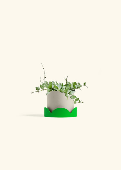 Hoya Arctic in a 6 inches Oat Classic Cylinder Planter in a Shamrock Petal Drip Tray