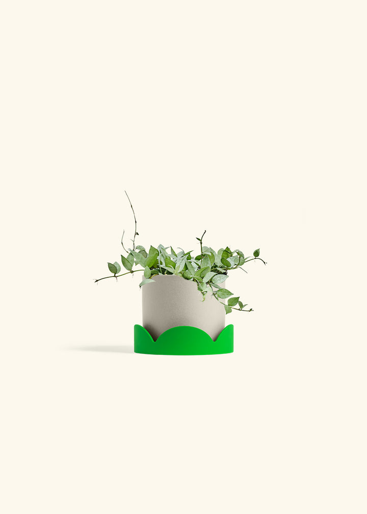 Hoya Arctic in a 6 inches Oat Classic Cylinder Planter in a Shamrock Petal Drip Tray