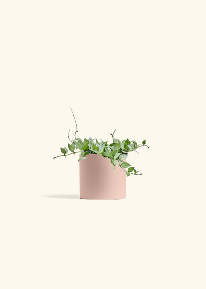 Hoya Arctic in a 6 inches Pink Classic Cylinder Planter 