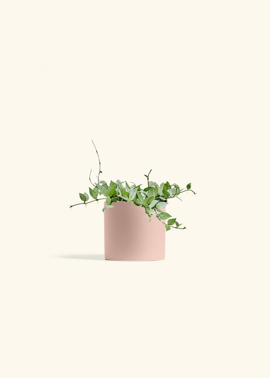 Hoya Arctic in a 6 inches Pink Classic Cylinder Planter 