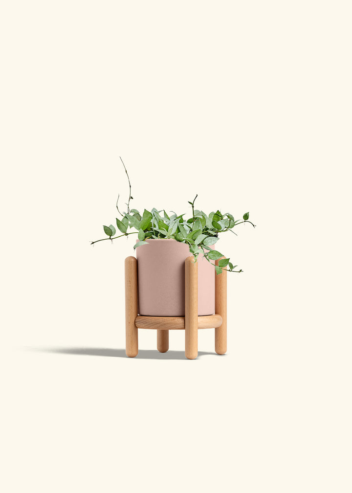 Hoya Arctic in a 6 inches Pink Classic Cylinder Planter in a Beech Wood Stand