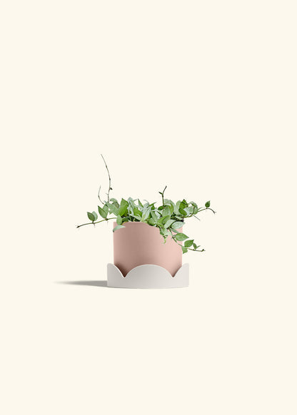 Hoya Arctic in a 6 inches Pink Classic Cylinder Planter in a Oat Petal Drip Tray
