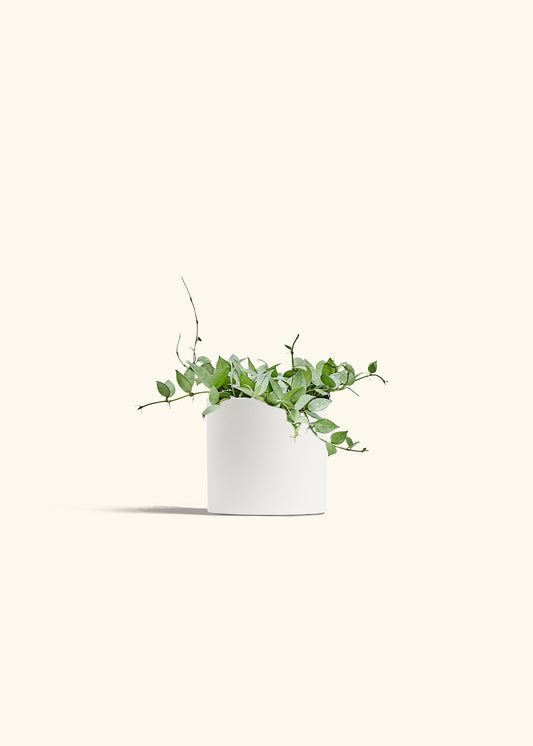 Hoya Arctic in a 6 inches White Classic Cylinder Planter 