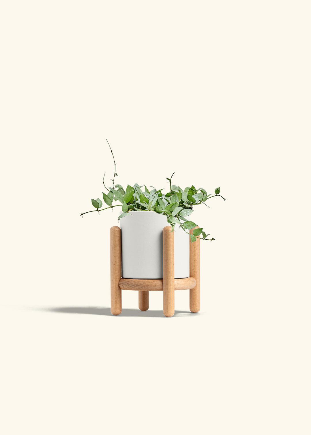 Hoya Arctic in a 6 inches White Classic Cylinder Planter in a Beech Wood Stand