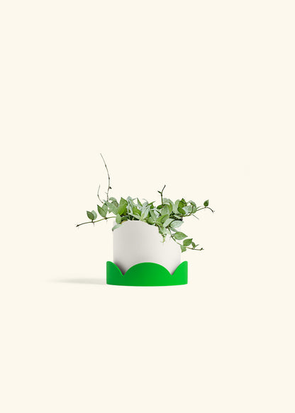 Hoya Arctic in a 6 inches White Classic Cylinder Planter in a Shamrock Petal Drip Tray