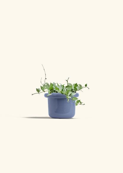 Hoya Arctic in a 6 inches Fat Lip Blue Planter 