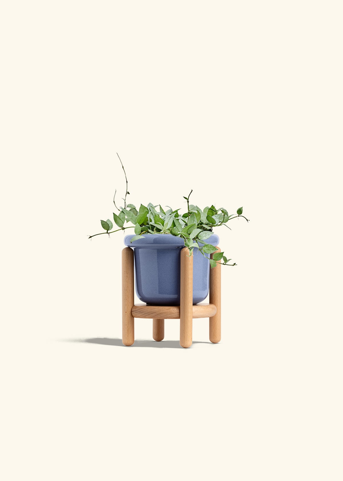 Hoya Arctic in a 6 inches Fat Lip Blue Planter in a Beech Wood Stand