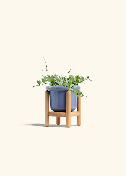Hoya Arctic in a 6 inches Fat Lip Blue Planter in a Beech Wood Stand