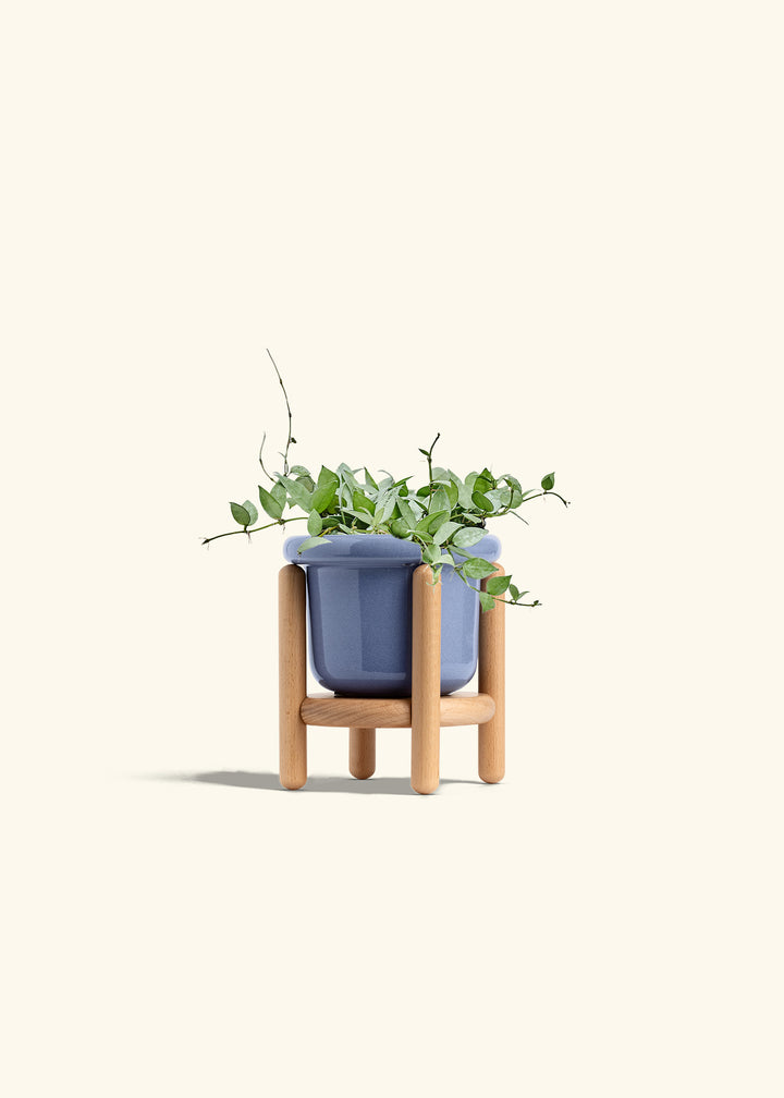 Hoya Arctic in a 6 inches Fat Lip Blue Planter in a Beech Wood Stand
