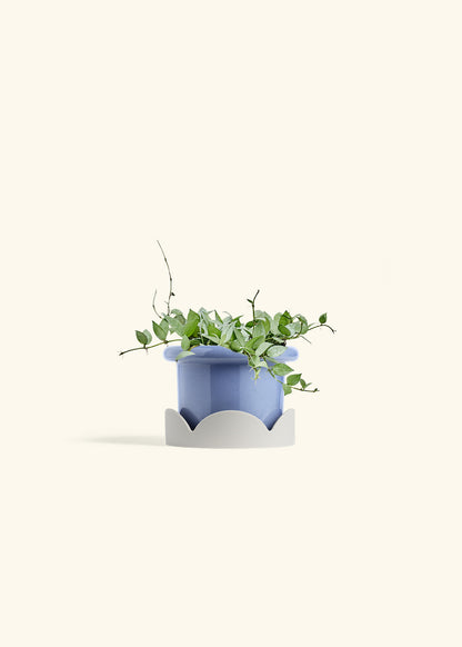 Hoya Arctic in a 6 inches Fat Lip Blue Planter in a Oat Petal Drip Tray