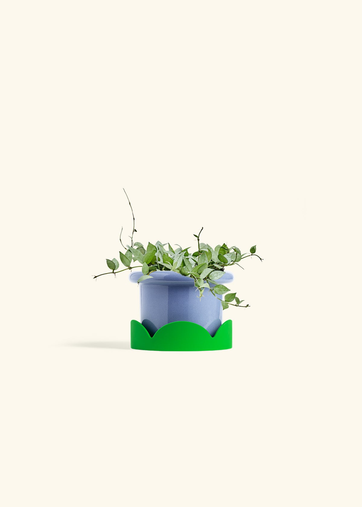 Hoya Arctic in a 6 inches Fat Lip Blue Planter in a Shamrock Petal Drip Tray