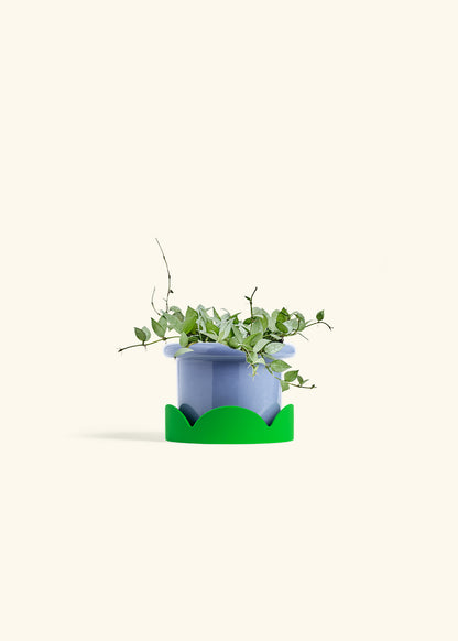 Hoya Arctic in a 6 inches Fat Lip Blue Planter in a Shamrock Petal Drip Tray