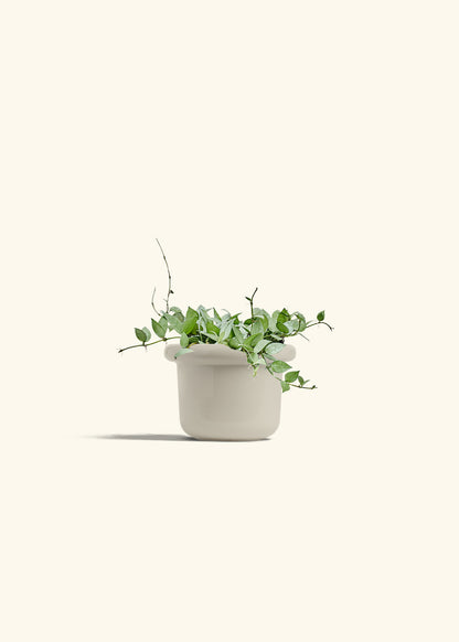Hoya Arctic in a 6 inches Fat Lip Oat Planter 