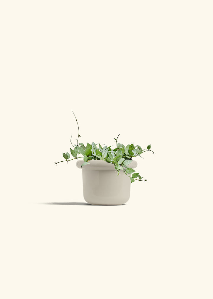 Hoya Arctic in a 6 inches Fat Lip Oat Planter 