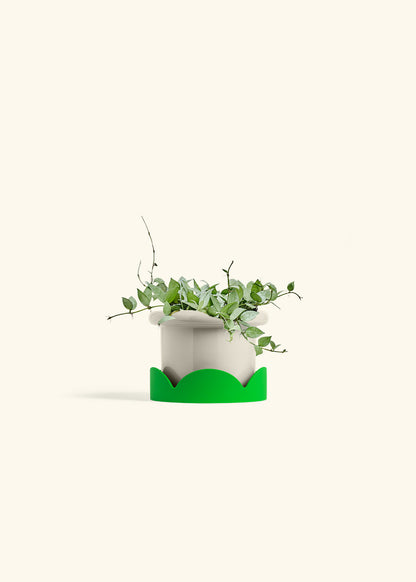 Hoya Arctic in a 6 inches Fat Lip Oat Planter in a Shamrock Petal Drip Tray