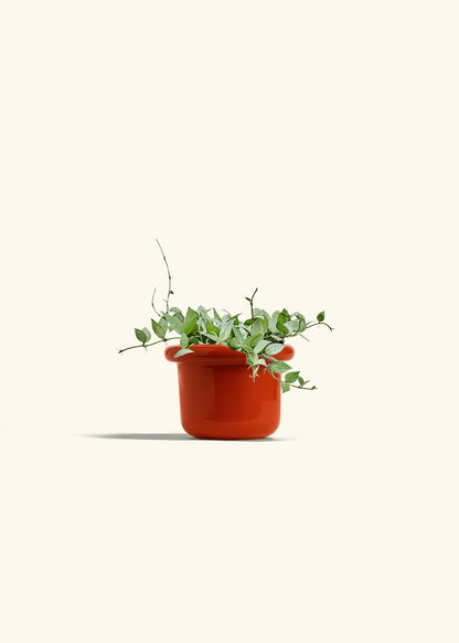 Hoya Arctic in a 6 inches Fat Lip Red Planter 