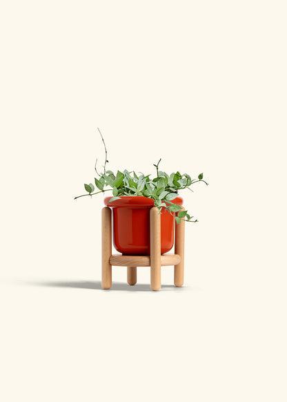 Hoya Arctic in a 6 inches Fat Lip Red Planter in a Beech Wood Stand