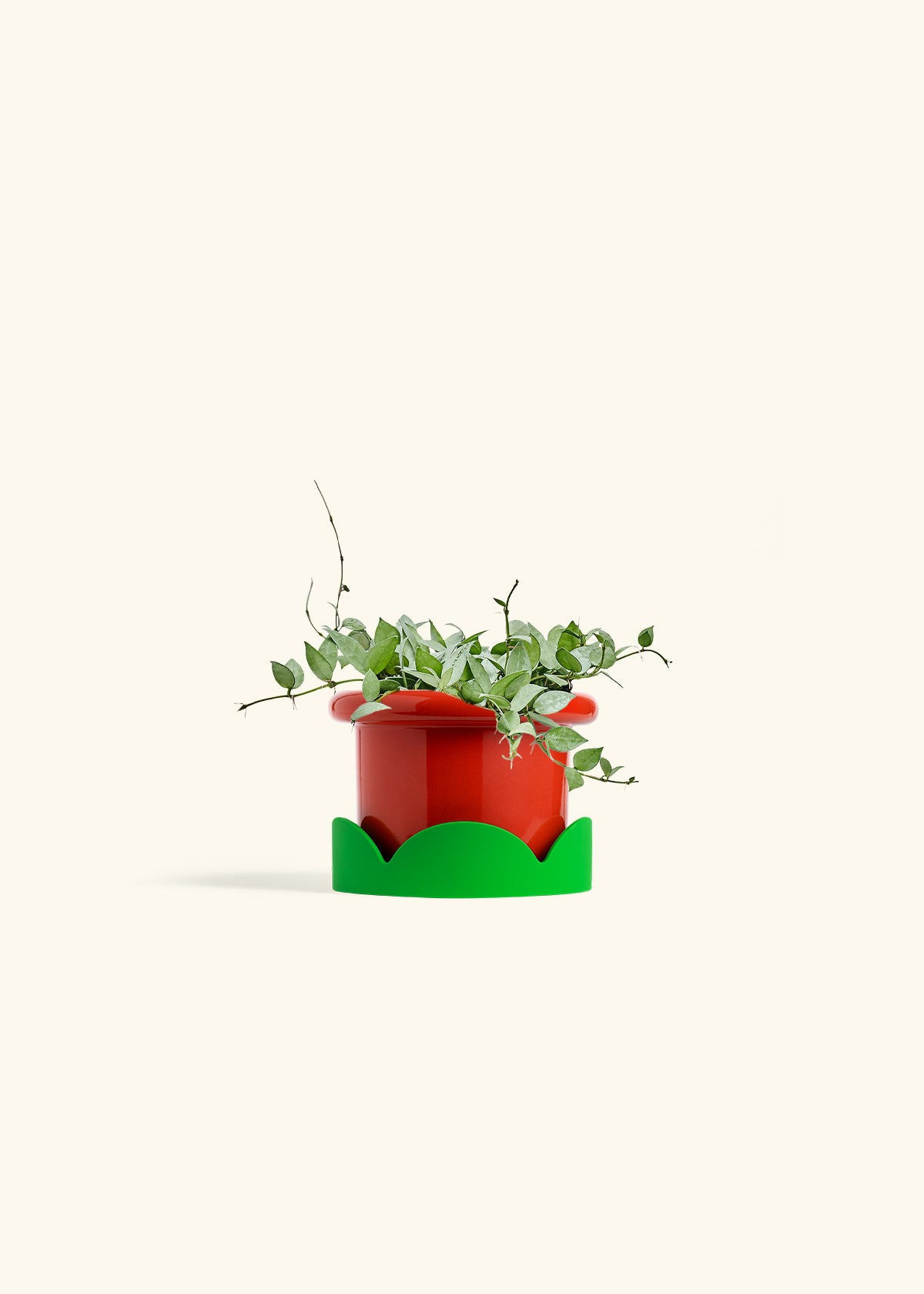 Hoya Arctic in a 6 inches Fat Lip Red Planter in a Shamrock Petal Drip Tray