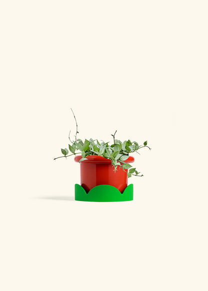Hoya Arctic in a 6 inches Fat Lip Red Planter in a Shamrock Petal Drip Tray